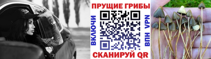 Галлюциногенные грибы ЛСД  Архангельск 